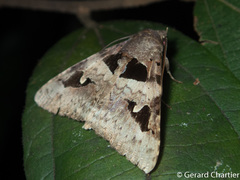 Avatha bubo