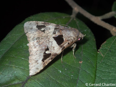Avatha bubo