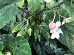 Begonia lukuana