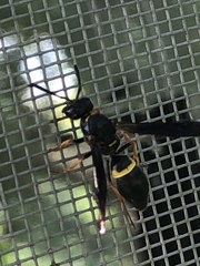 Ancistrocerus unifasciatus