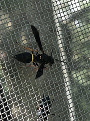 Ancistrocerus unifasciatus