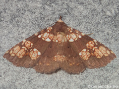 Saroba pustulifera