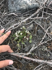 Cardamine bellidifolia