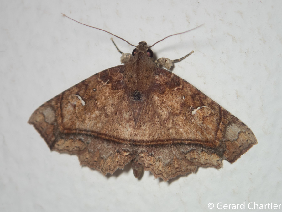 Tamba rufipennis