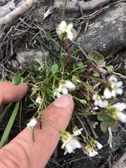 Cardamine bellidifolia