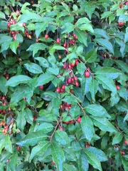 Elaeagnus multiflora