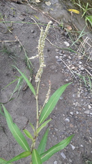 Persicaria barbata