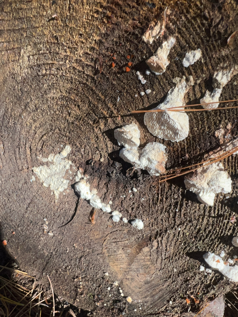 Mushrooms, Bracket Fungi, Puffballs, and Allies