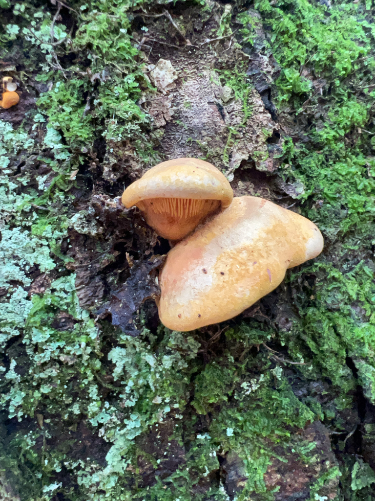 Late Oyster