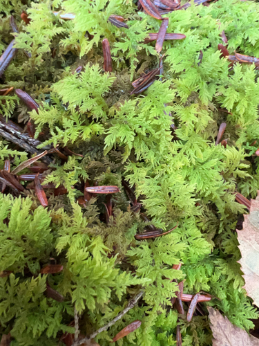 delicate fern moss