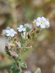 Lappula squarrosa