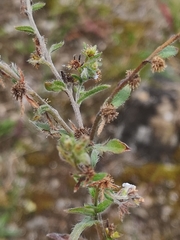 Lappula squarrosa