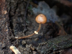 Conocybe filaris
