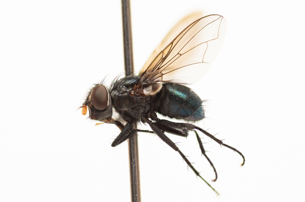 Calliphora ampyx