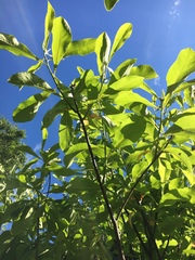 Franklinia