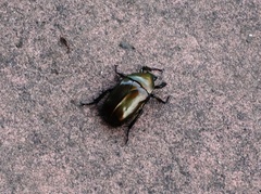 Pseudotorynorrhina japonica