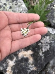 Eutrema edwardsii