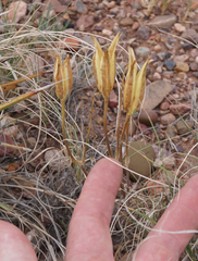 Calochortus aureus