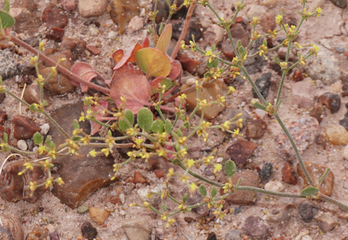Eriogonum divaricatum, 2019-06-30