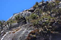 Xerophyta splendens, photograph (c) Tony Rebelo, some rights reserved (CC BY-SA)