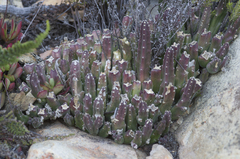 Stapelia hirsuta