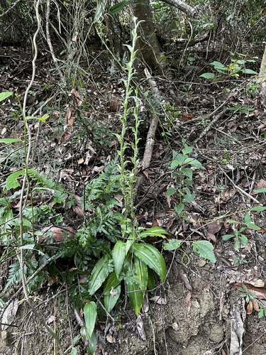 Habenaria ciliolaris, photograph 6