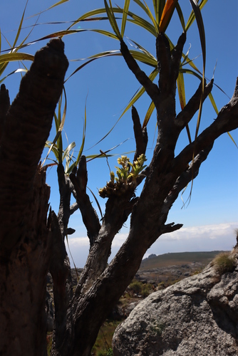 Malawi Monkeytail (Xerophyta splendens)