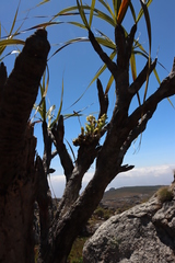 Xerophyta splendens