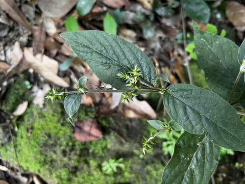 Image of Achyranthes bidentata by (c) 黃美滿, some rights reserved (CC BY)