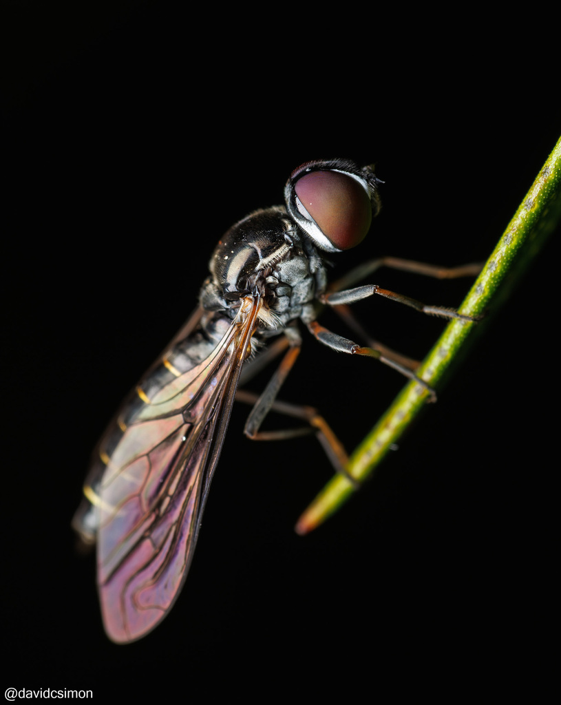 Docidomyia froggatti