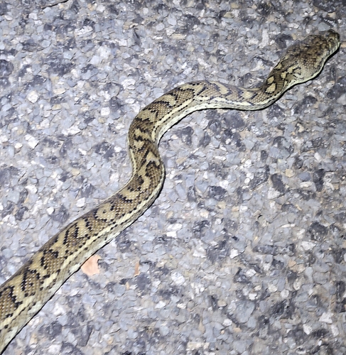 Coastal Carpet Python sighting