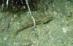 Pseudoblennius cottoides