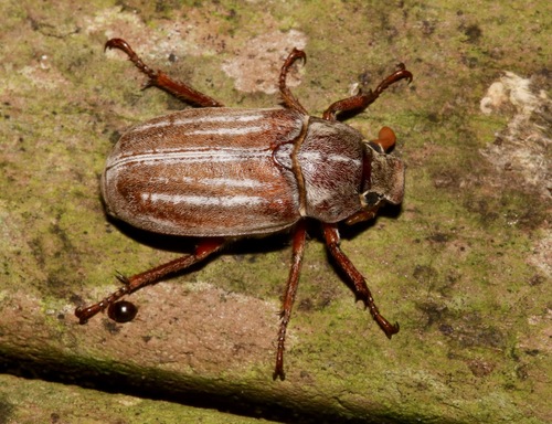 Polyphylla occidentalis photo 3