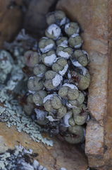 Conophytum truncatum