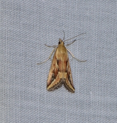 Achyra massalis