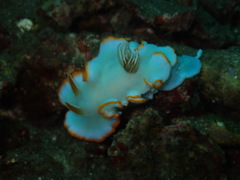 Ardeadoris