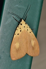 Asota iodamia