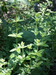 Cruciata glabra krylovii