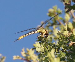 Phanogomphus militaris