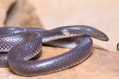Namibian Wolf Snake