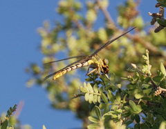 Phanogomphus militaris