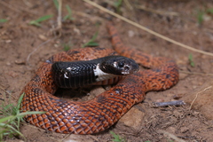 Speckled Shield Cobra photo 2