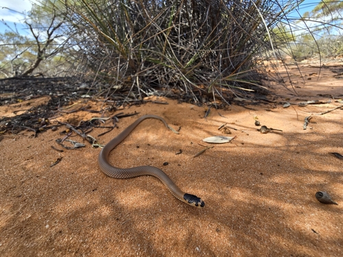 Spectacled Hooded Snake