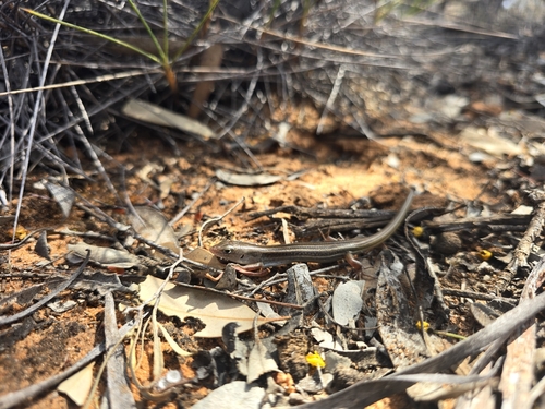 Bar-shouldered Ctenotus