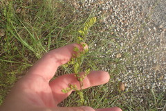 Solidago radula