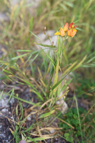 Image of Ixia dubia by (c) Paul Hoekman, some rights reserved (CC BY)