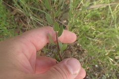 Solidago radula