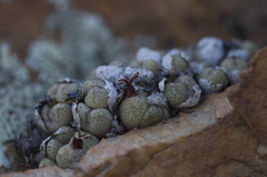 Conophytum truncatum