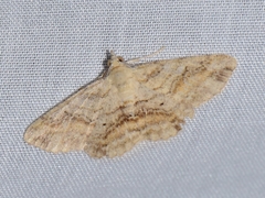 Scioglyptis lithenopa