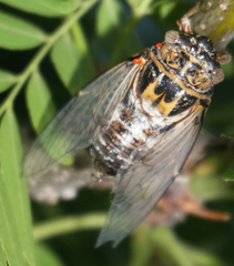 Diceroprocta eugraphica